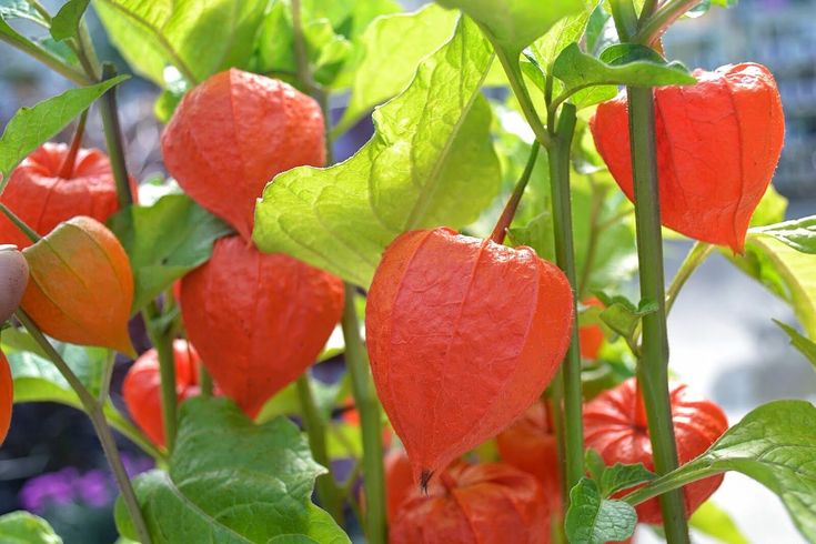 How Physalis Peruviana Can Improve Your Health Naturally