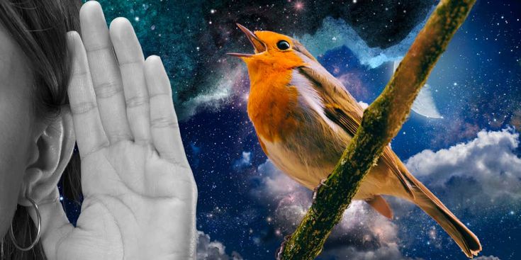 The Surprising Power of Birdsong for Your Well-being